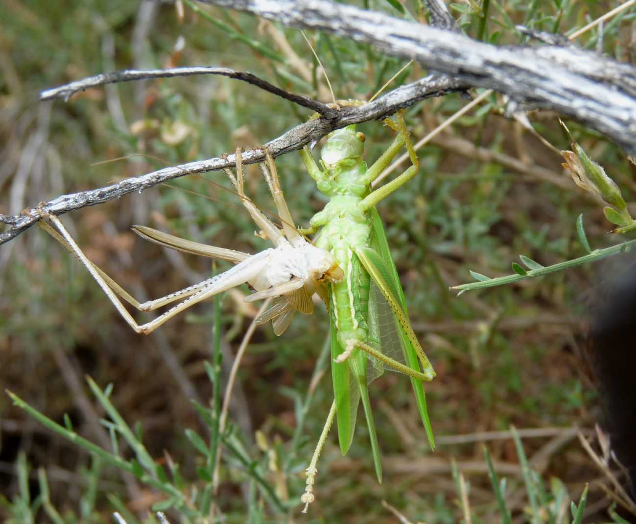 Tettigonia sp.: Ultima muta